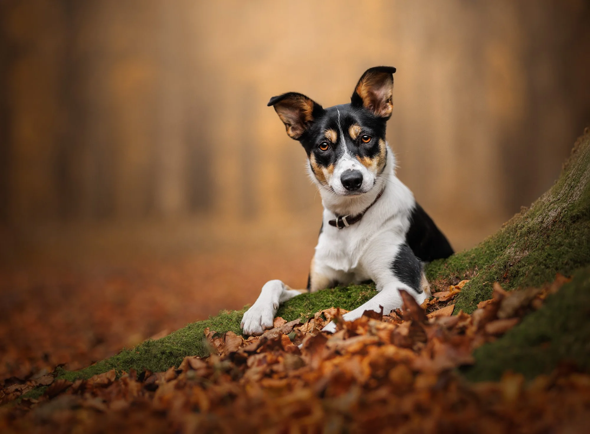 Kelpie cross enjoying a natural outdoor portrait session in Queen Elizabeth Country Park, Hampshire by Clara Allansson Photography, capturing their personality and character.
