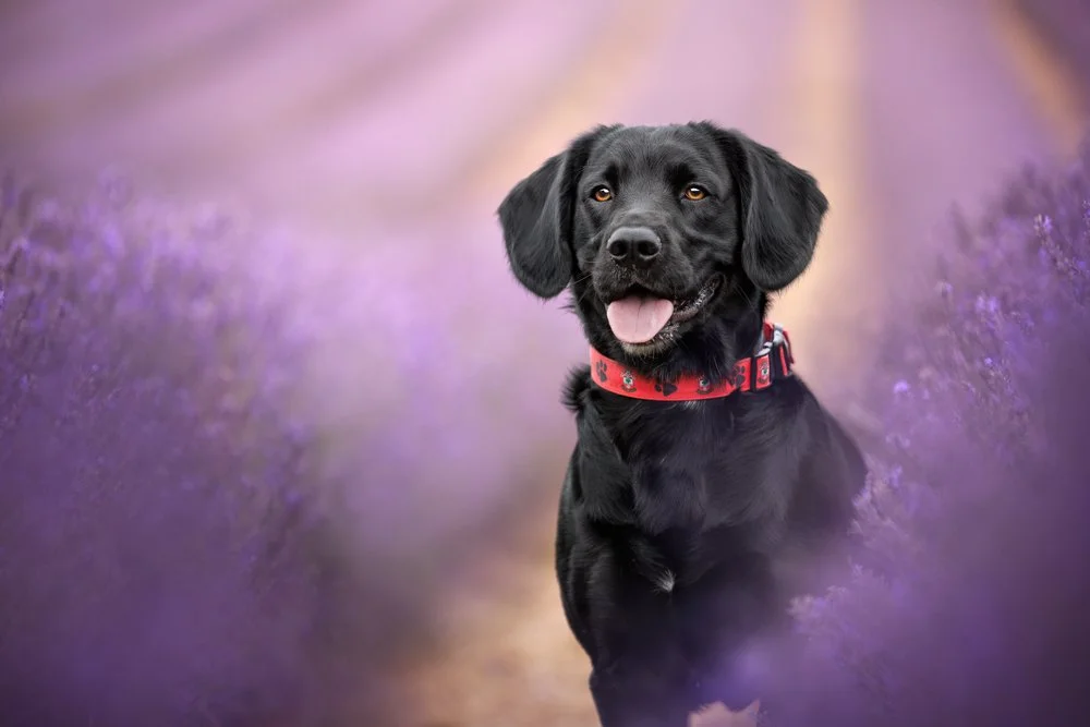 Black Labrador in Lavender field in Chichester, West Sussex