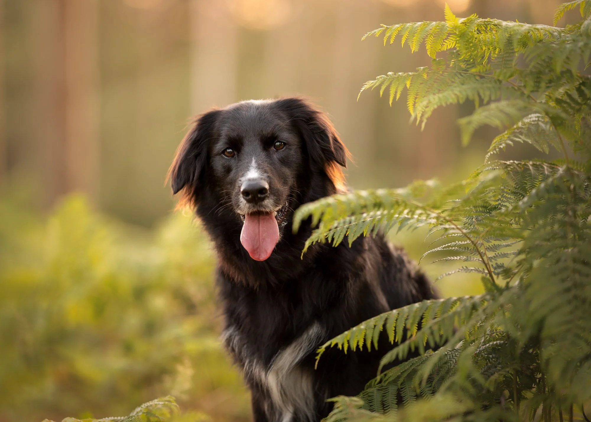 Border Collie enjoying a natural outdoor portrait session in Petersfield, Hampshire, by Clara Allansson Photography, capturing their personality and character.