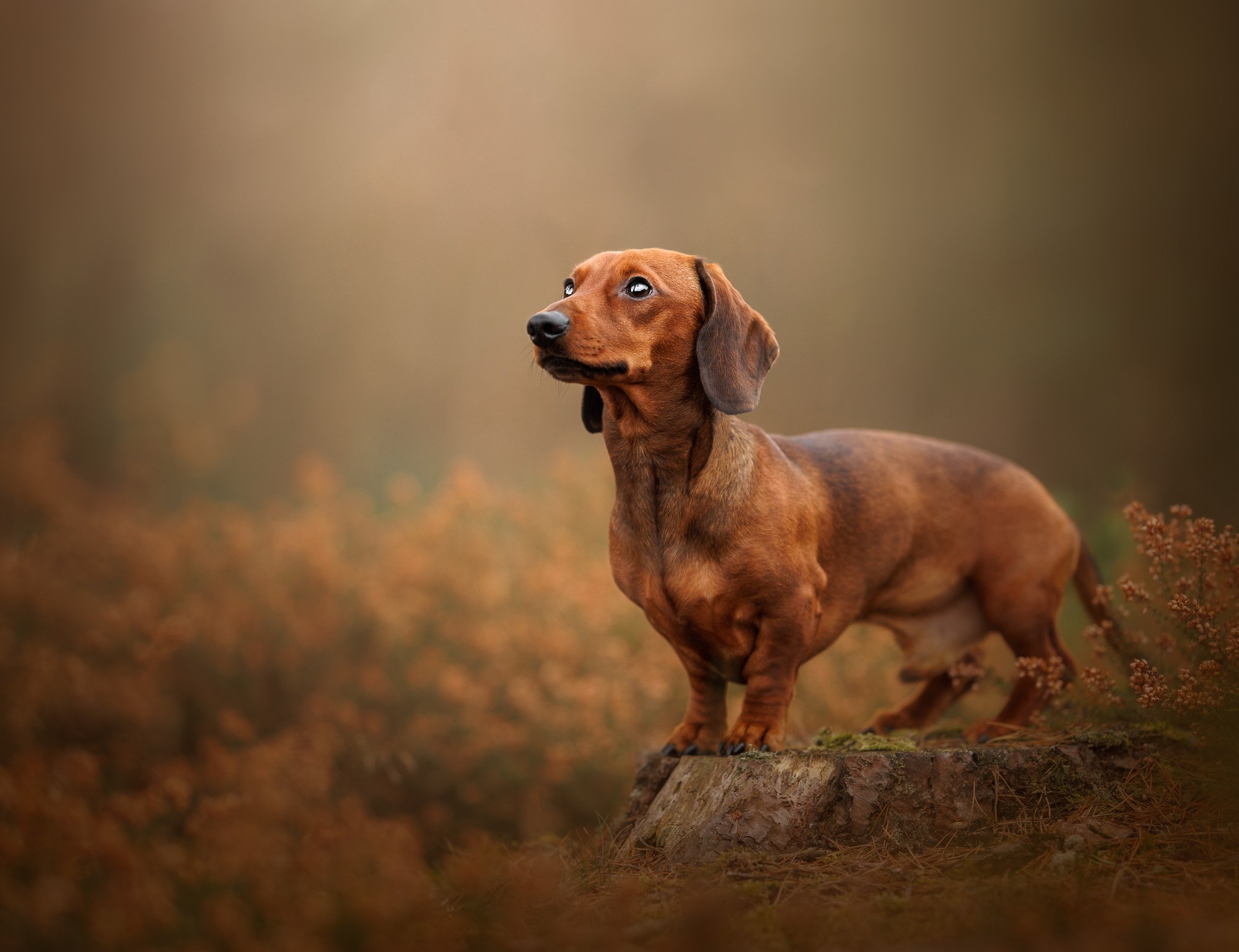Miniature dachshund enjoying a natural outdoor portrait session in Bordon, Hampshire, by Clara Allansson Photography, capturing their personality and character.