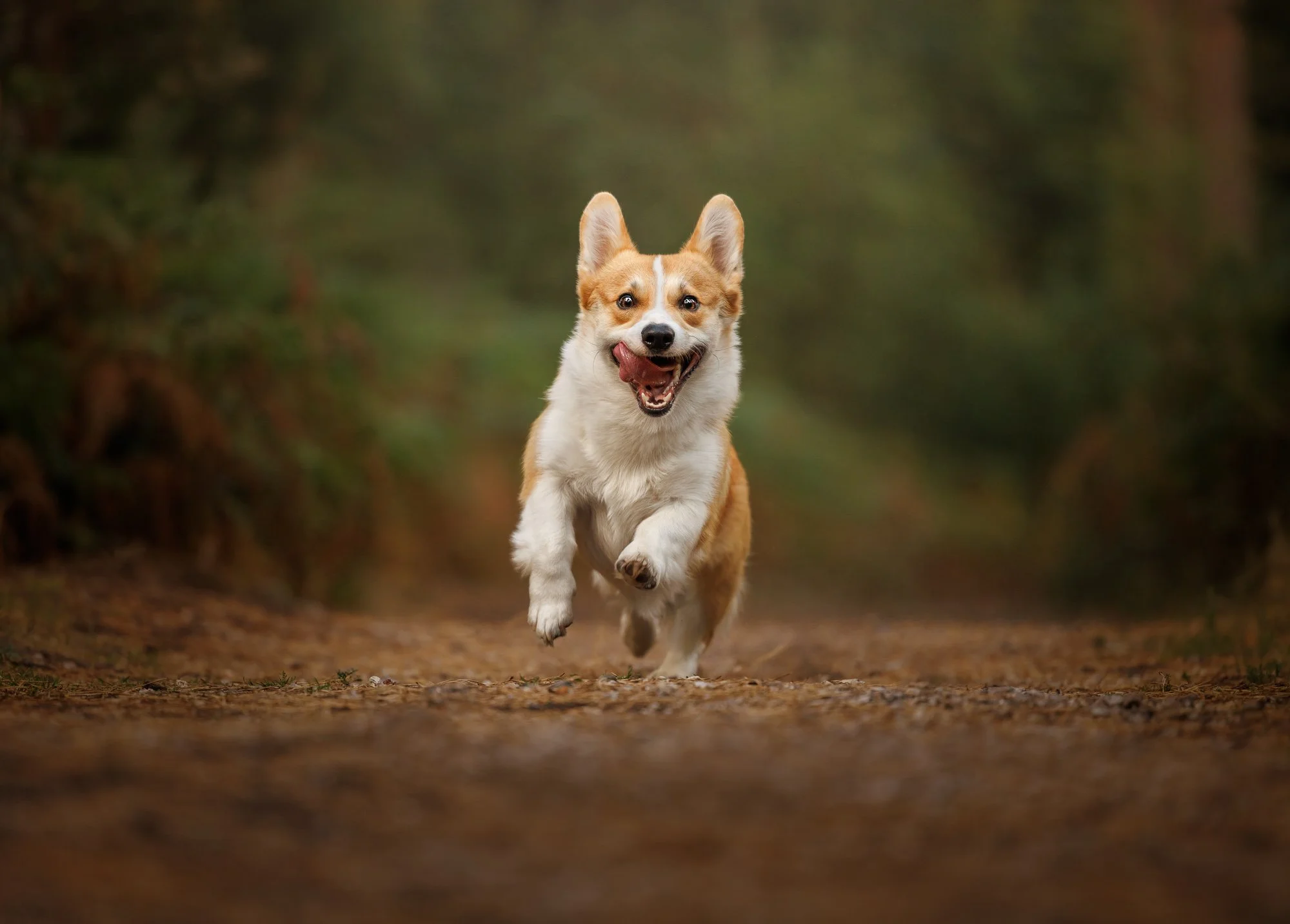 Corgi enjoying a natural outdoor portrait session in Waterlooville, Hampshire, by Clara Allansson Photography, capturing their personality and character.