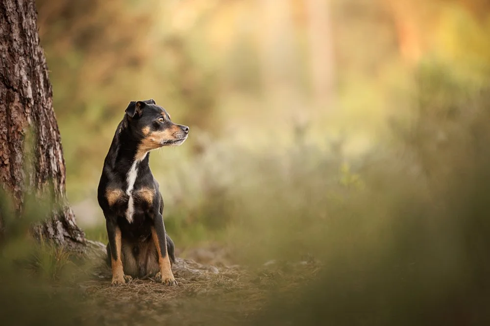 Elegant outdoor portrait of a cross breed in Midhurst, West Sussex, capturing authentic moments and character with Clara Allansson Photography.