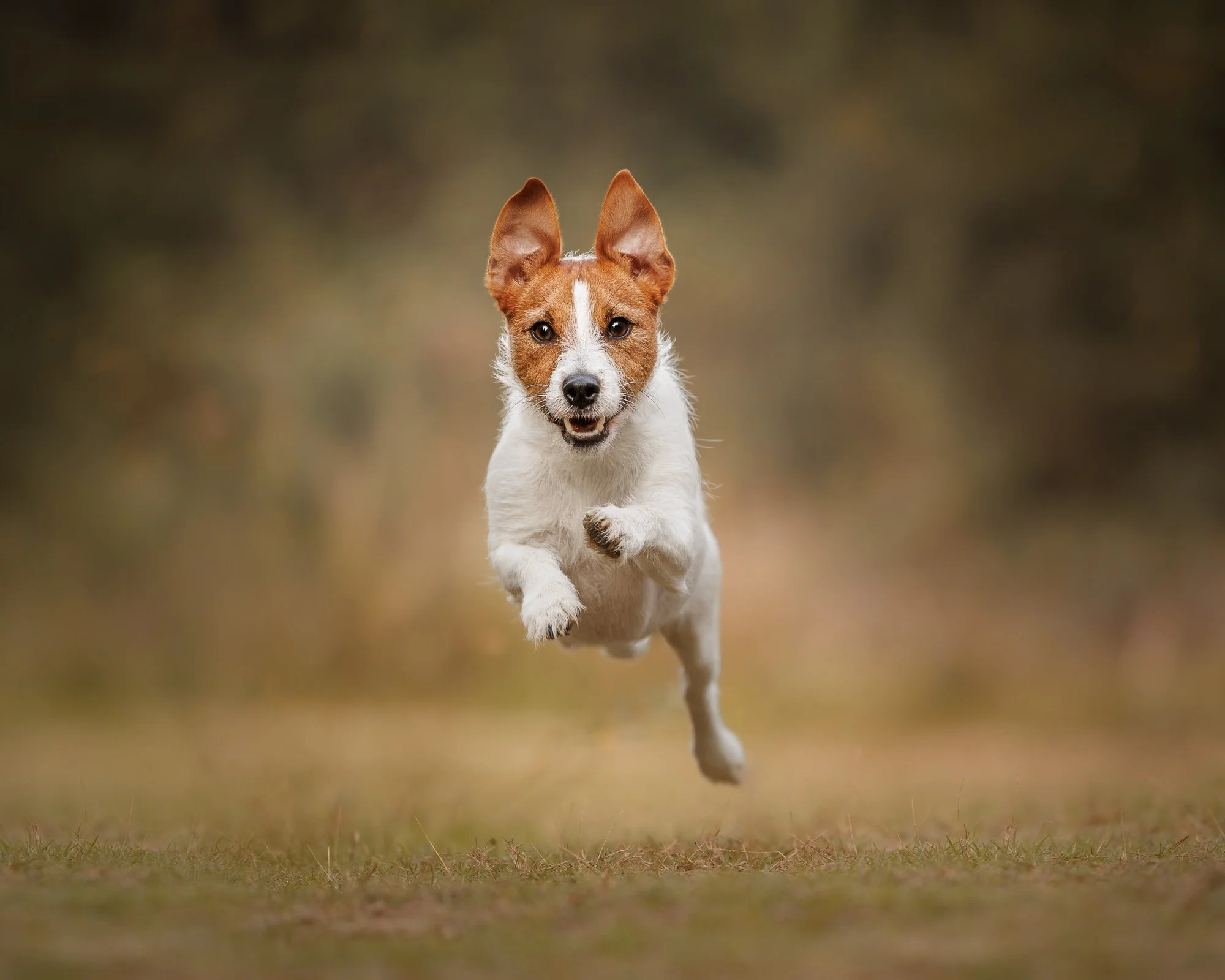 Jack Russell terrier enjoying a natural outdoor portrait session in Bordon, Hampshire, by Clara Allansson Photography, capturing their personality and character.