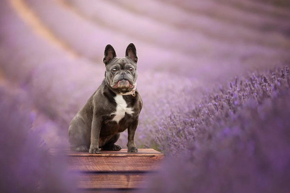 French Bulldog in Lavender field in Chichester, West Sussex