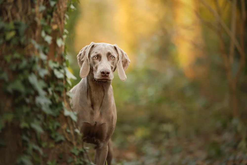 Elegant outdoor portrait of a Weimaraner in Southampton, Hampshire, capturing authentic moments and character with Clara Allansson Photography.