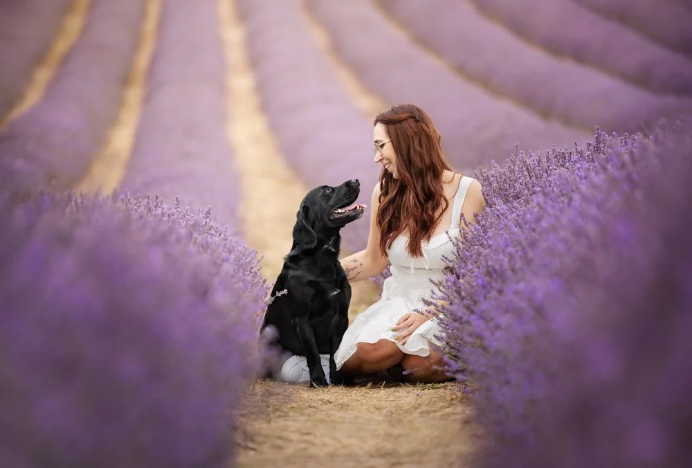 Black Labrador and Owner in Lavender field in Chichester, West Sussex