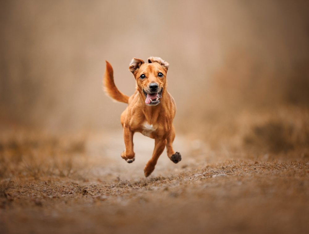 Outdoor portrait of a terrier in Midhurst, West Sussex, highlighting their character and energy, by Clara Allansson Photography.