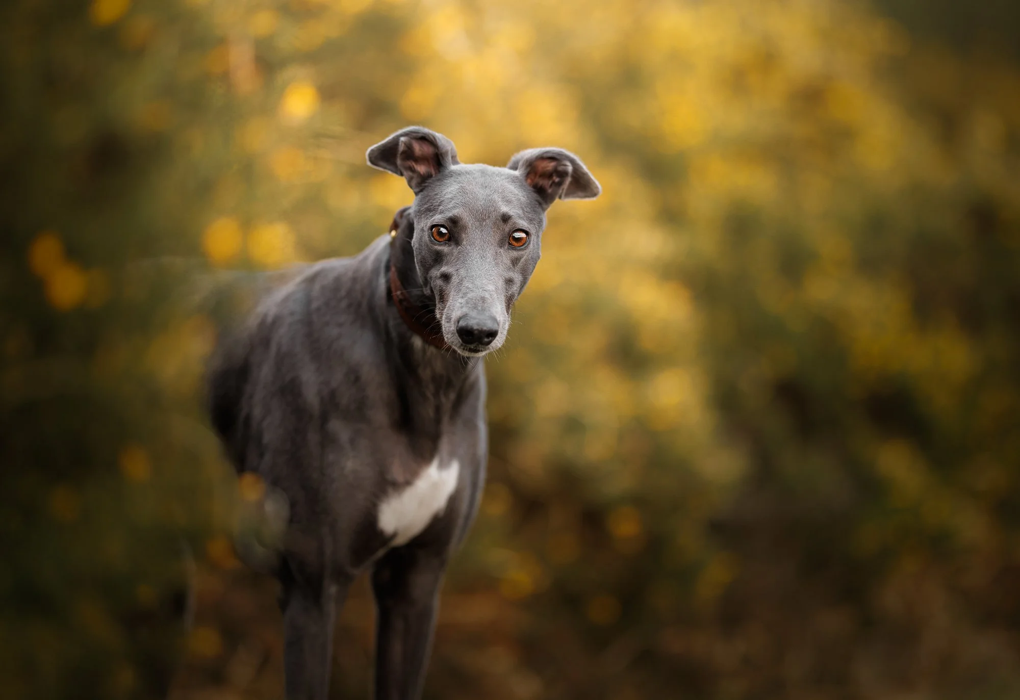Beautiful greyhound photographed in the New Forest, Hampshire, enjoying a relaxed outdoor session with Clara Allansson Photography.