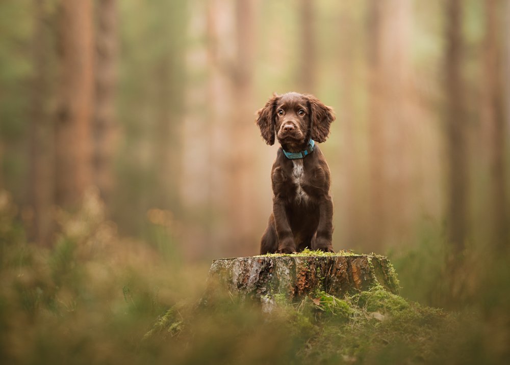 Cute outdoor portrait of a cocker spaniel puppy in Chichester, West Sussex, capturing authentic moments and character with Clara Allansson Photography.