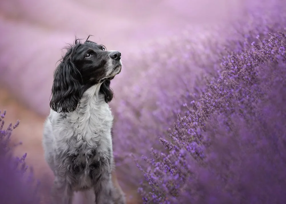 Springer Spaniel in Lavender field in Chichester, West Sussex