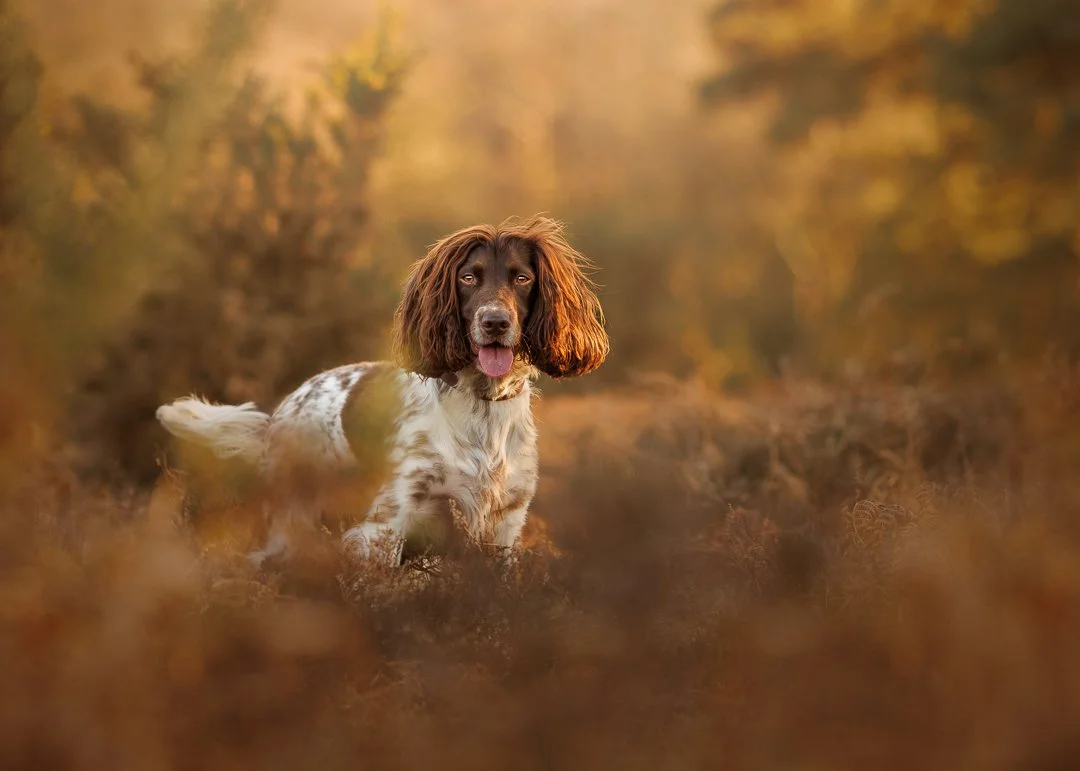 Elegant outdoor portrait of a Springer Spaniel in the New Forest, Hampshire, capturing authentic moments and character with Clara Allansson Photography.