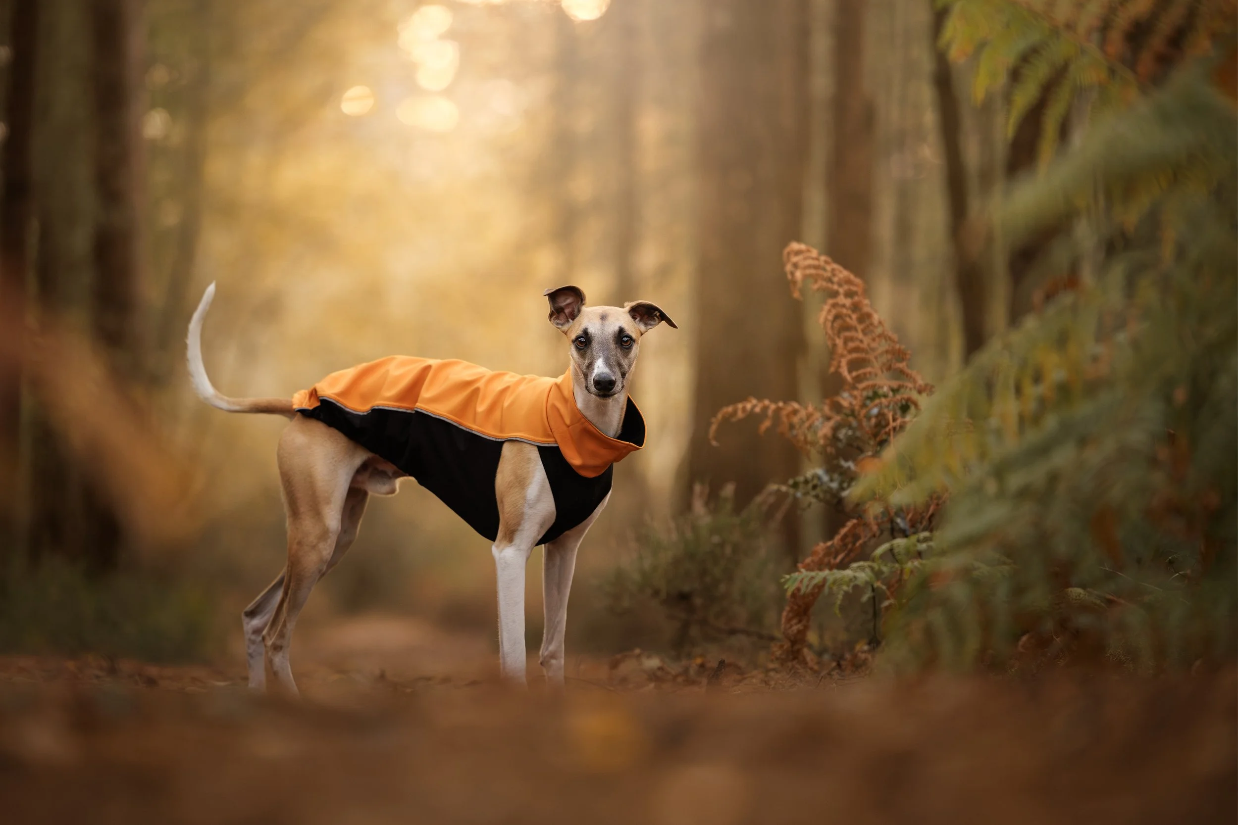 Whippet wearing an orange jacket on a walk in Chichester, Hampshire.