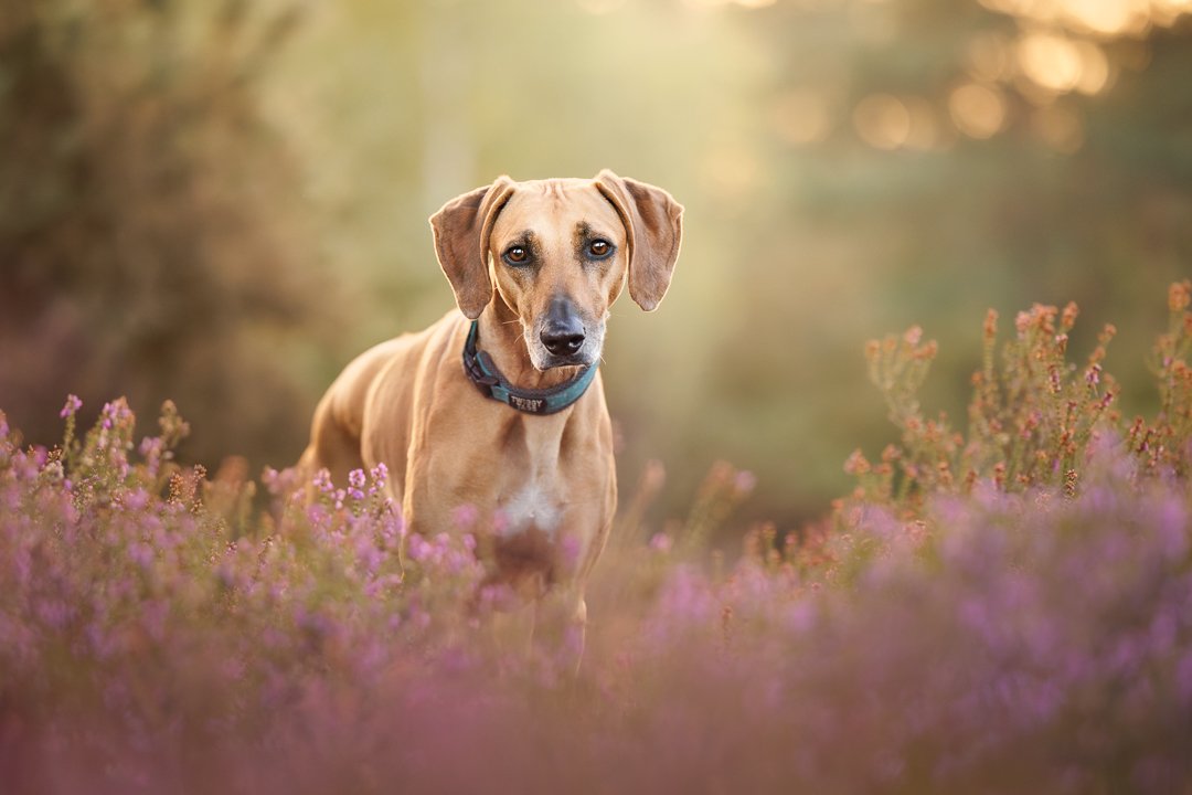 Rhodesian Ridgeback x Sloughi portrait at Hogmoor Inclosure Hampshire with lead professionally removed