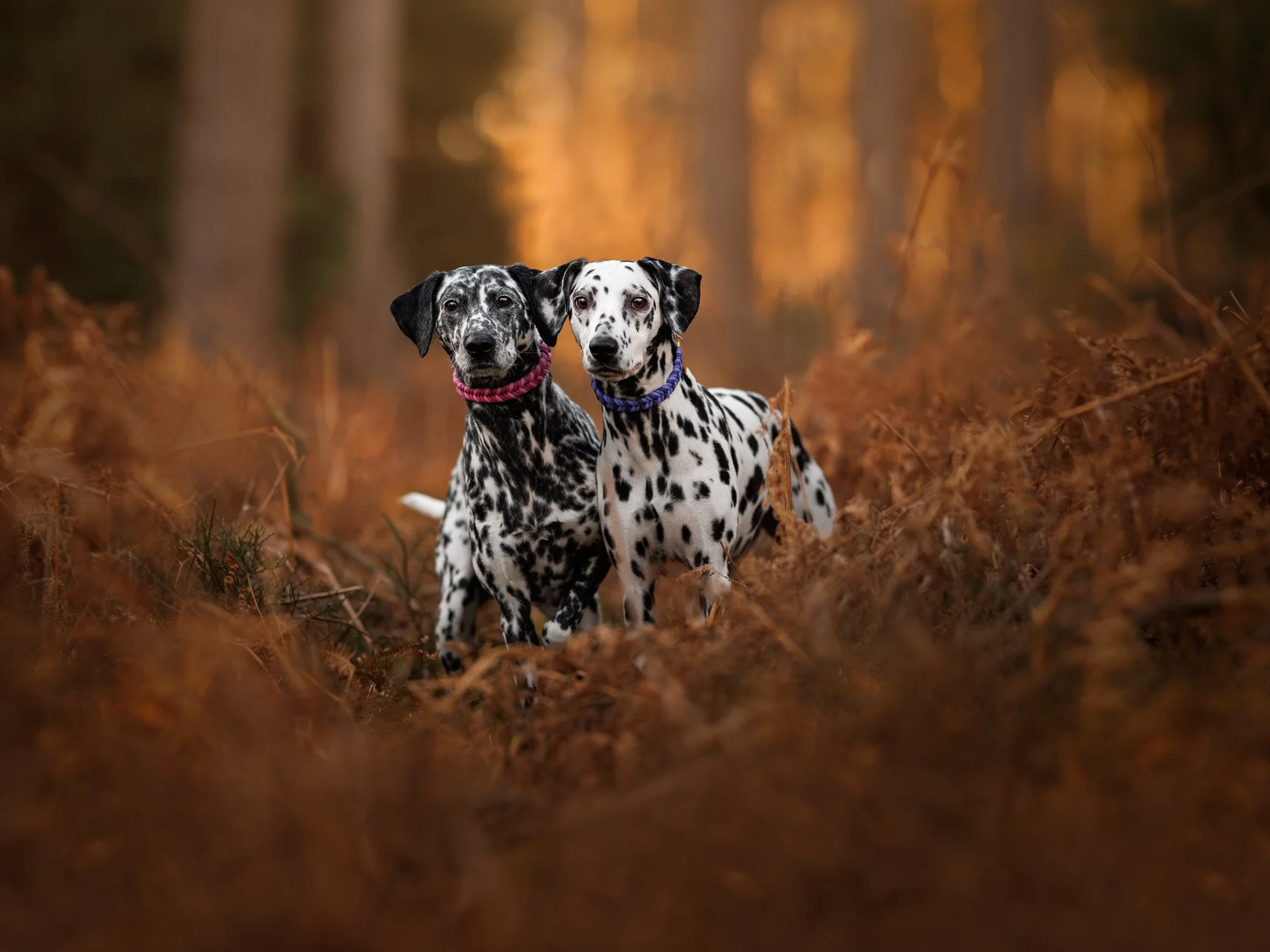 Two dalmatians enjoying a natural outdoor portrait session in Petersfield, Hampshire, by Clara Allansson Photography, capturing their personality and character.