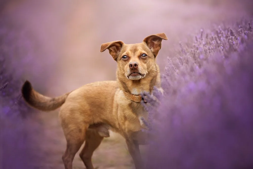 Cross breed in Lavender field in Chichester, West Sussex