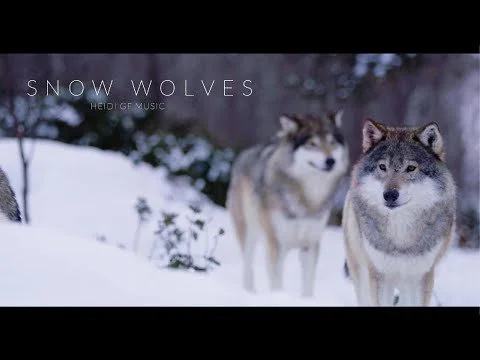 ▶ Snow Wolves