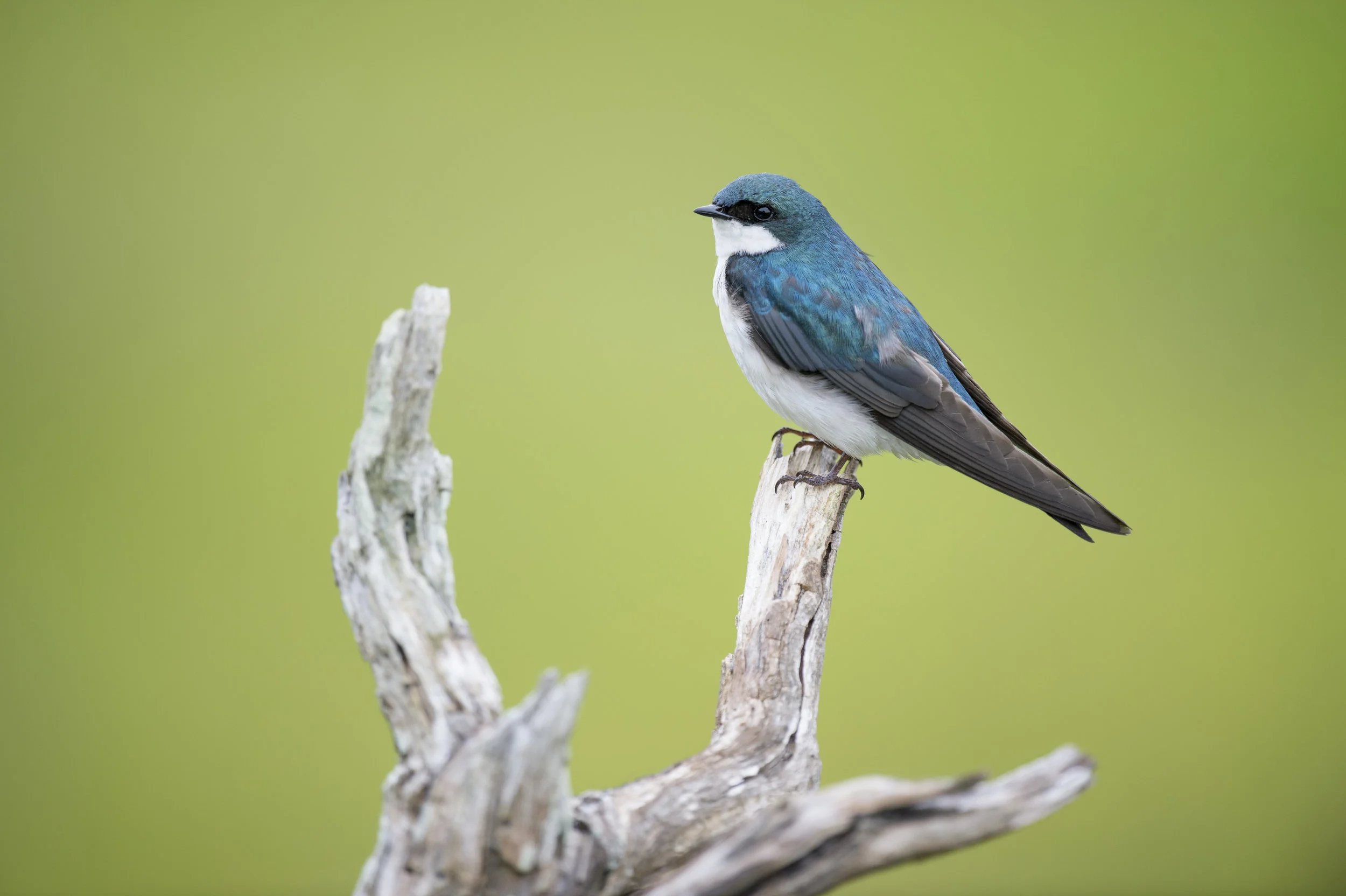 To Tweet or Not To Tweet?