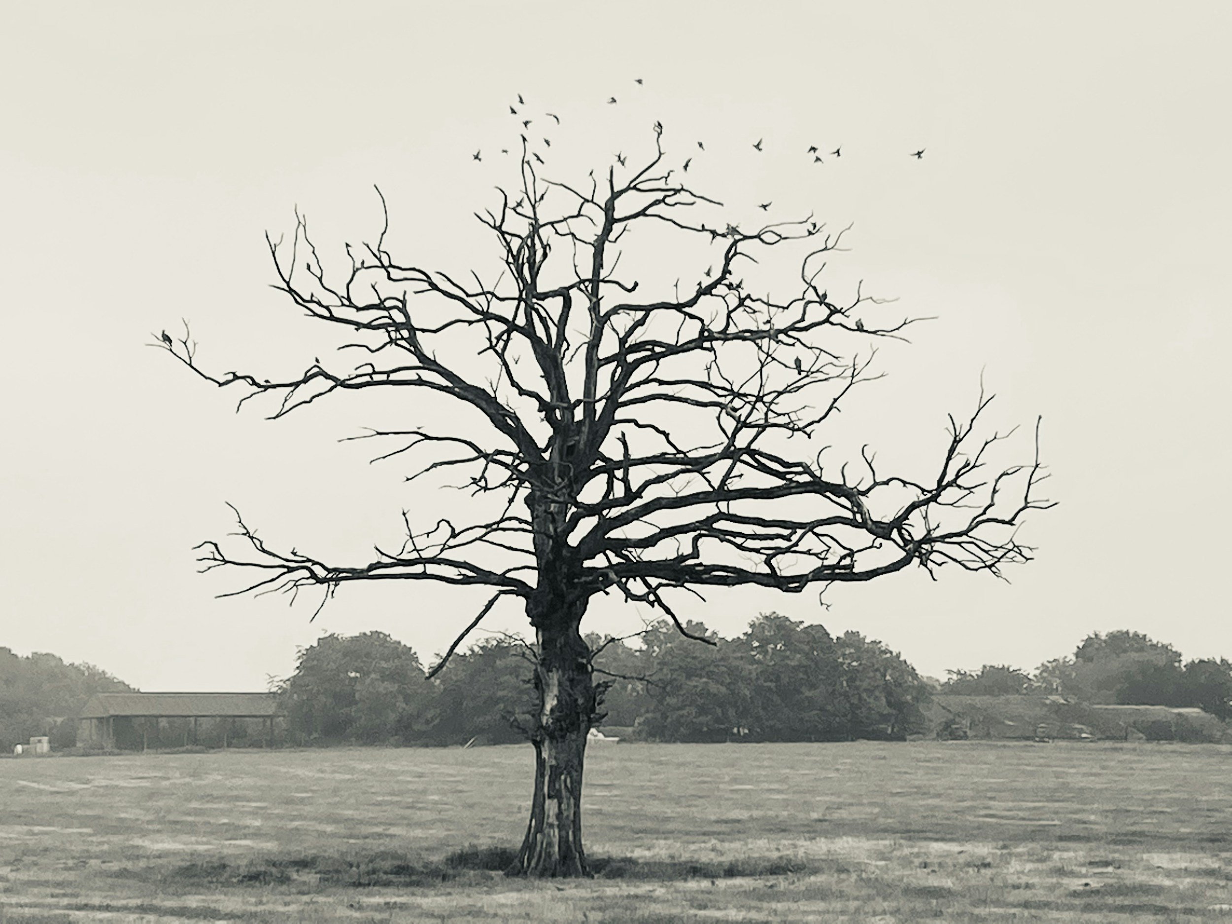 No One Is Getting Out of Here Alive: On death, impermanence, and learning how to live