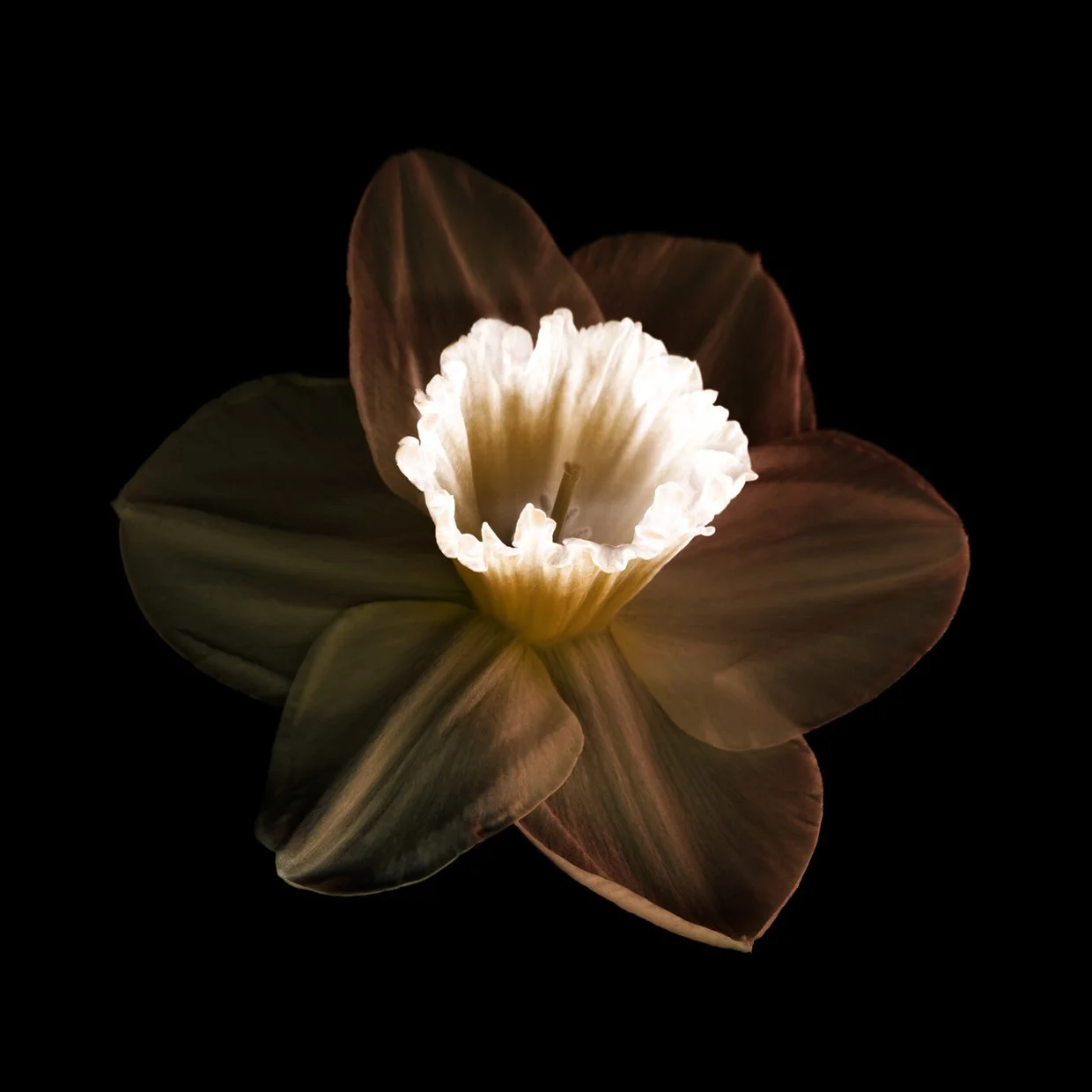 Flower_xxxxxxxxxx.jpg