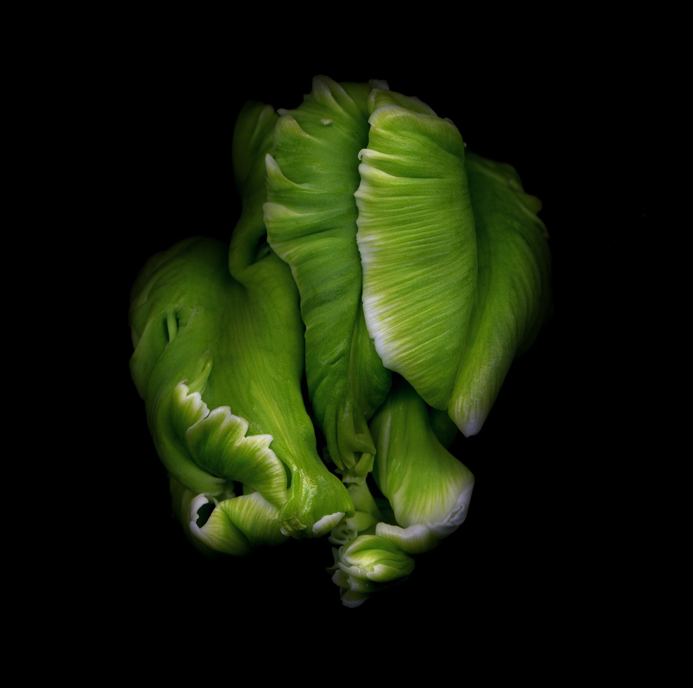 flower109_5.jpg