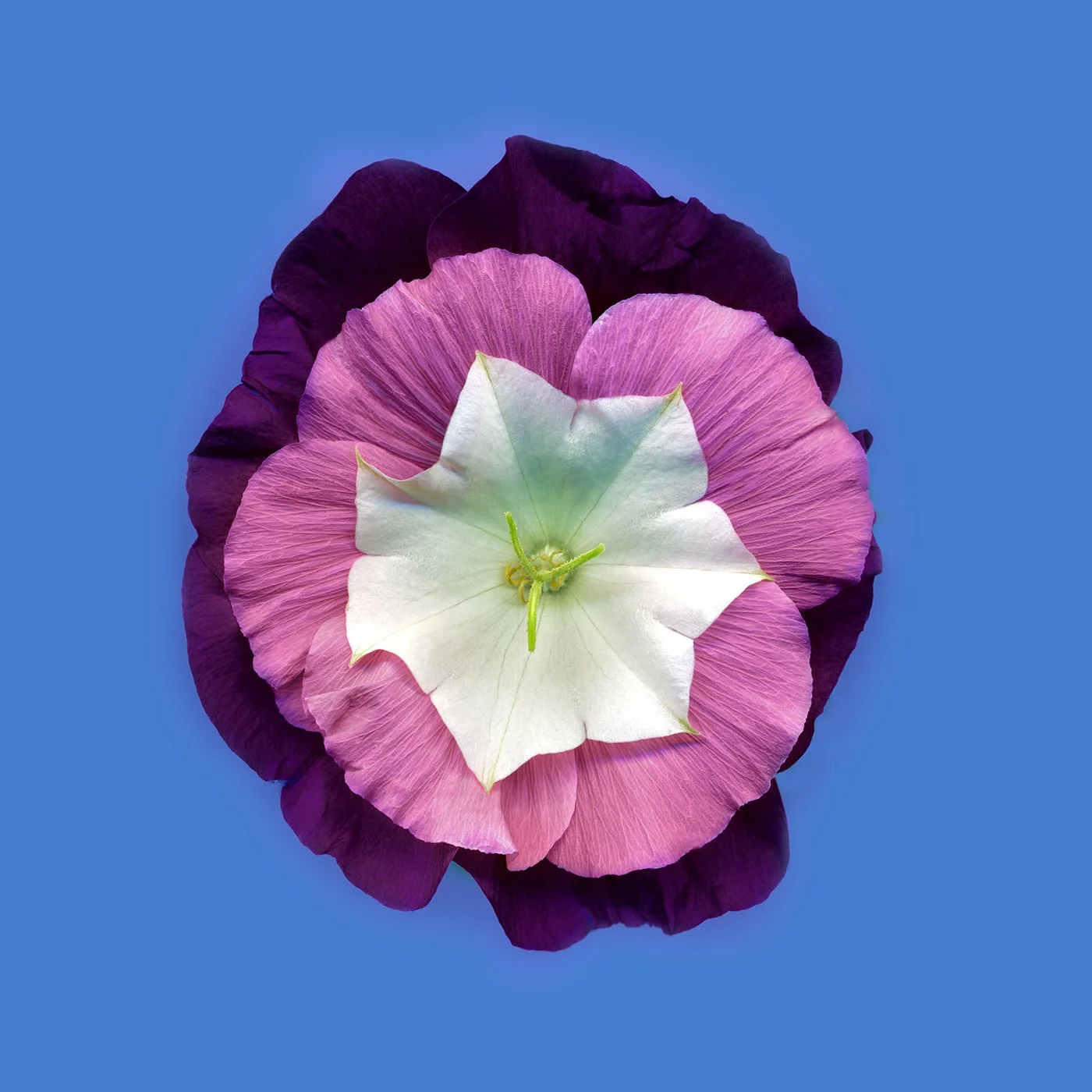 flower071-5.jpg