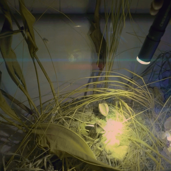 teaser_22.gif