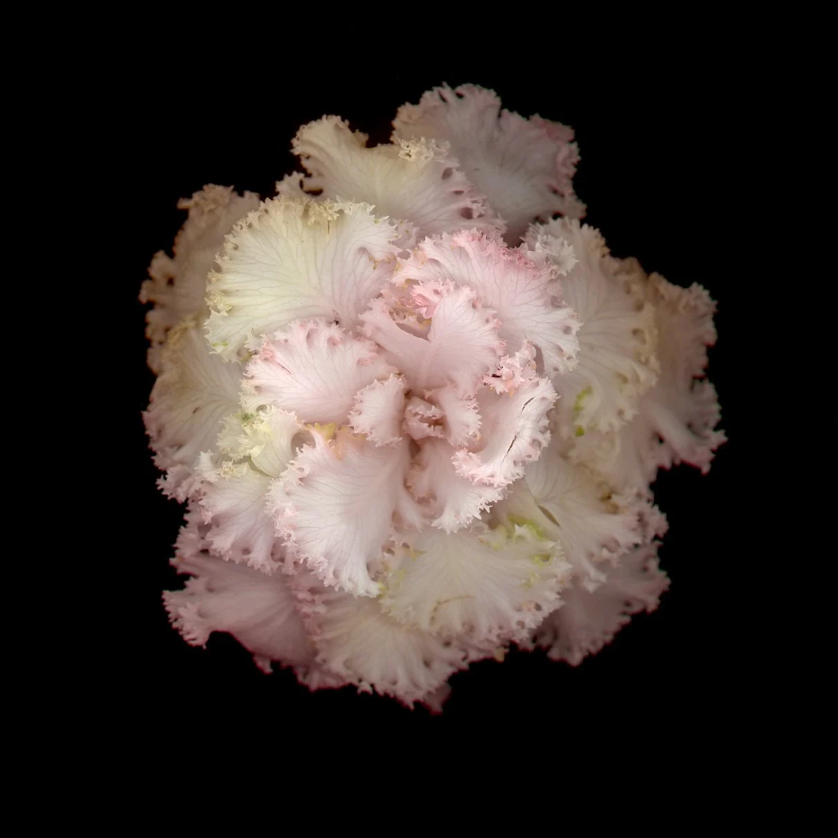 Flower_xxx.jpg