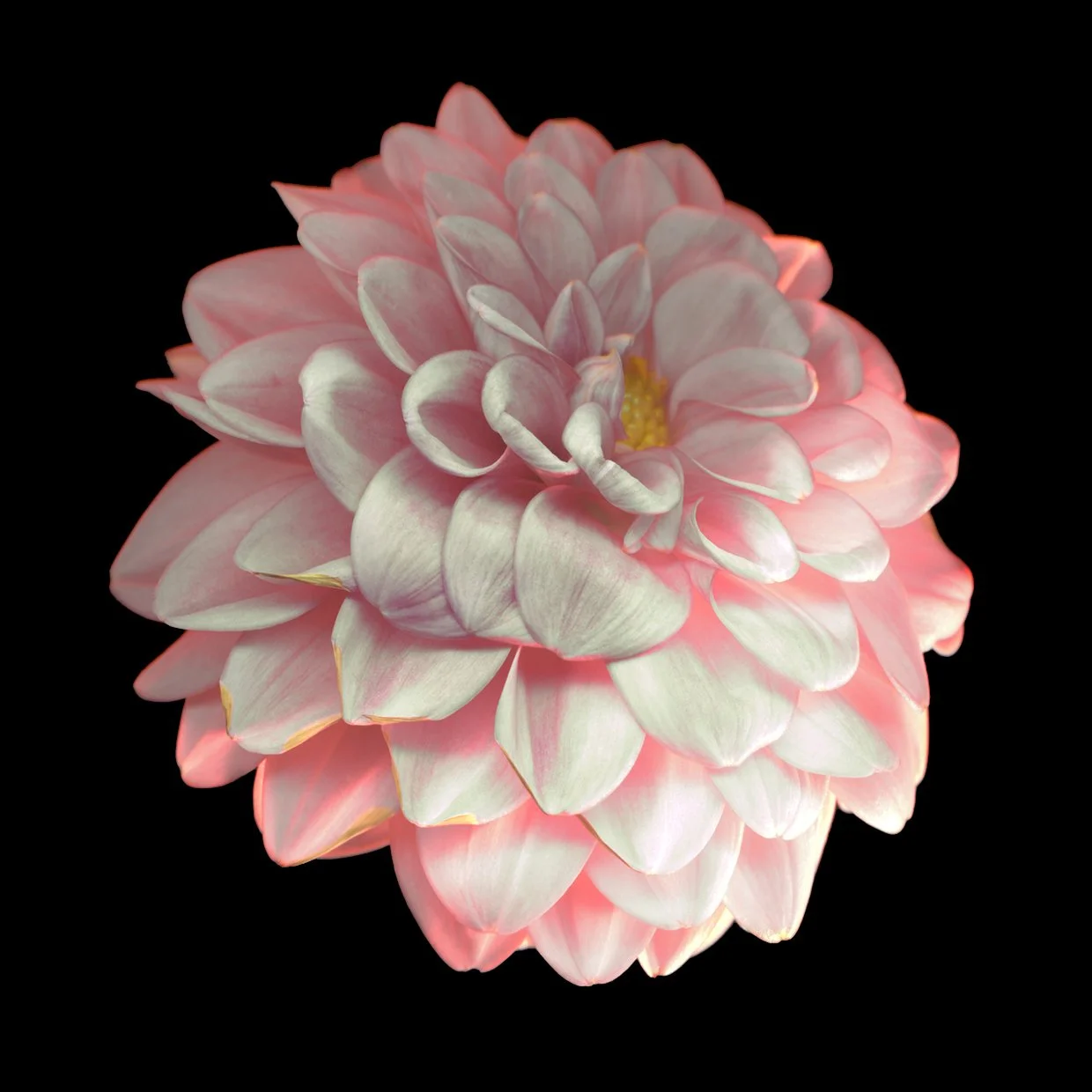 Flower_xxxxxxx.jpg
