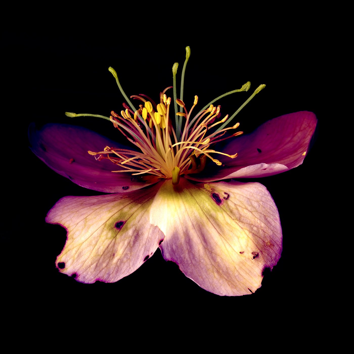 flower130_5.jpg
