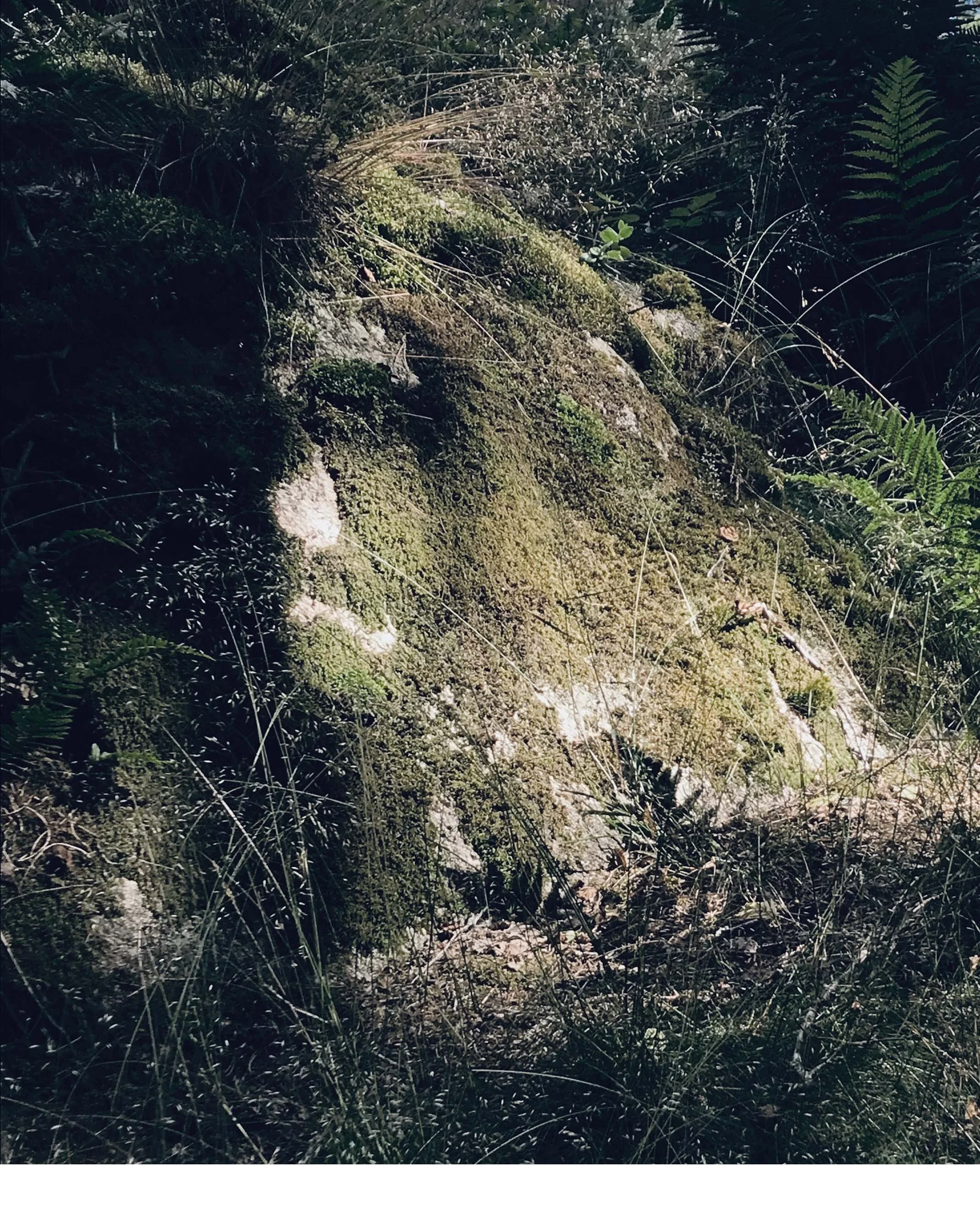T - NEW NATURE 2.jpg