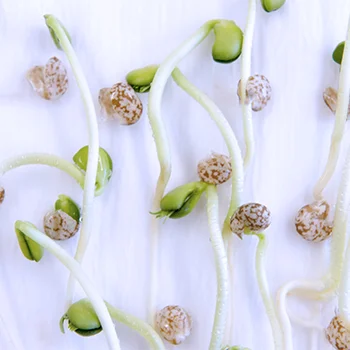 Lupine seed.jpg