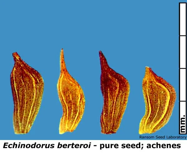 Echinodorus-ber-pure-seed.jpg