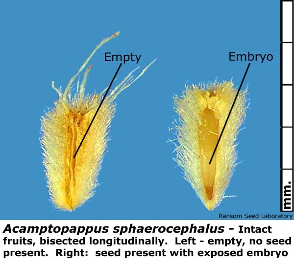 Acamptopappus-sphae-bisecte.jpg