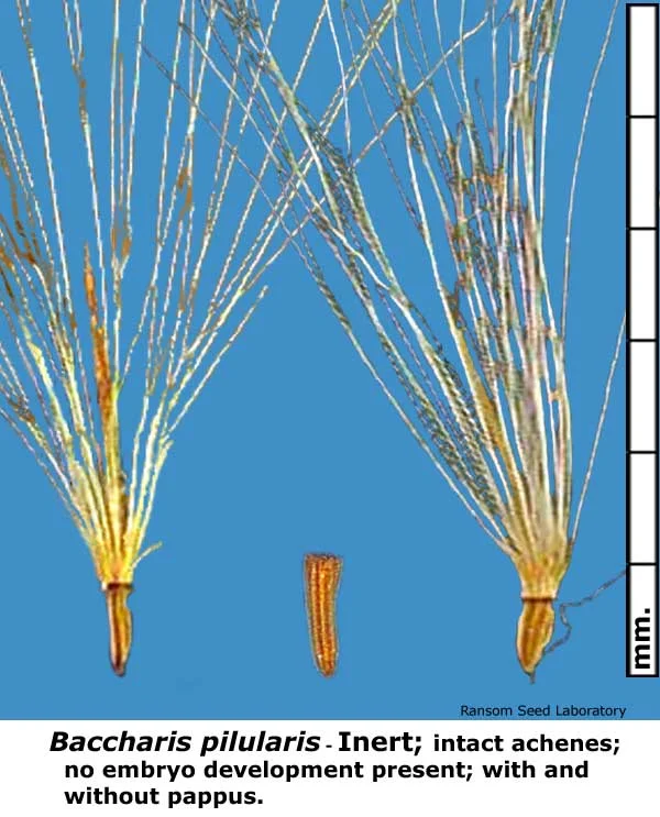 Baccharis-pil-Inert.jpg