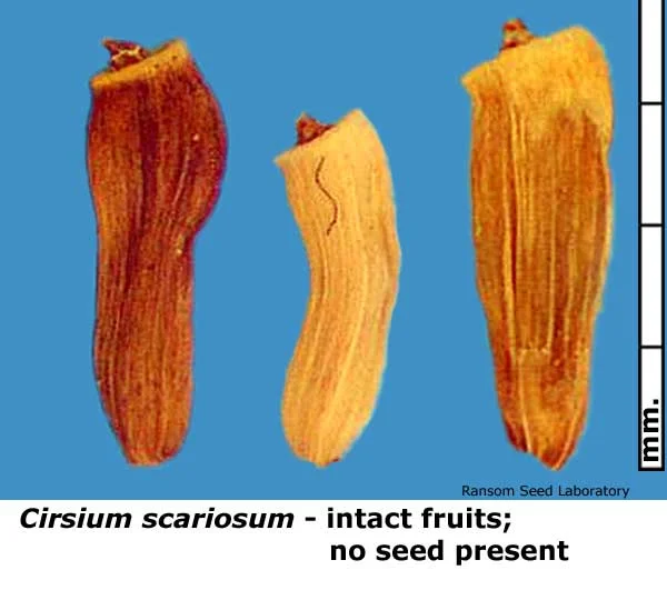 Acamptopappus-sphae-bisecte.jpg