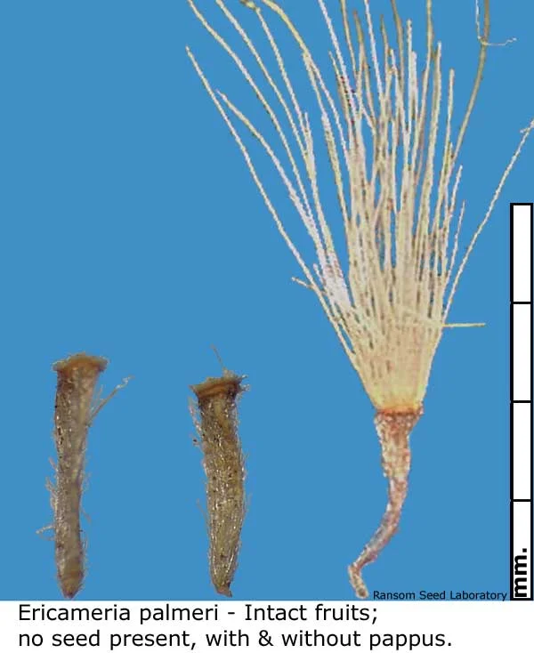 Acamptopappus-sphae-bisecte.jpg