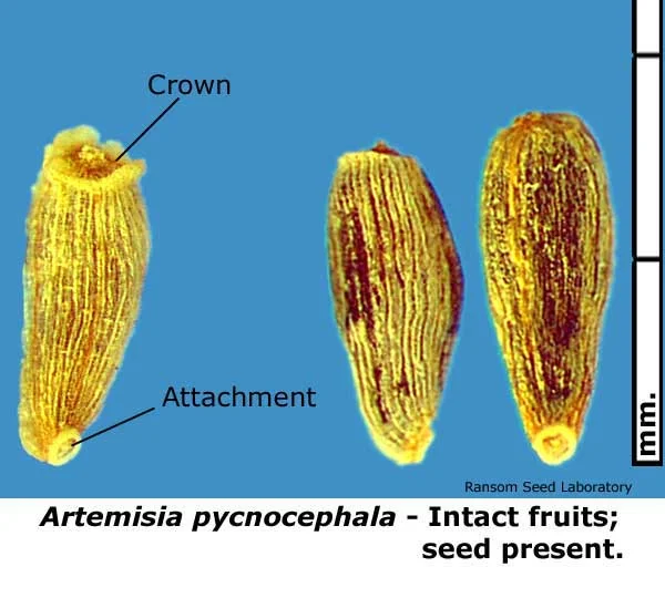 Acamptopappus-sphae-bisecte.jpg