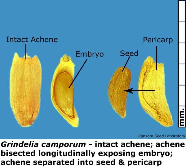Acamptopappus-sphae-bisecte.jpg