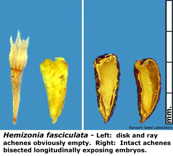 Acamptopappus-sphae-bisecte.jpg