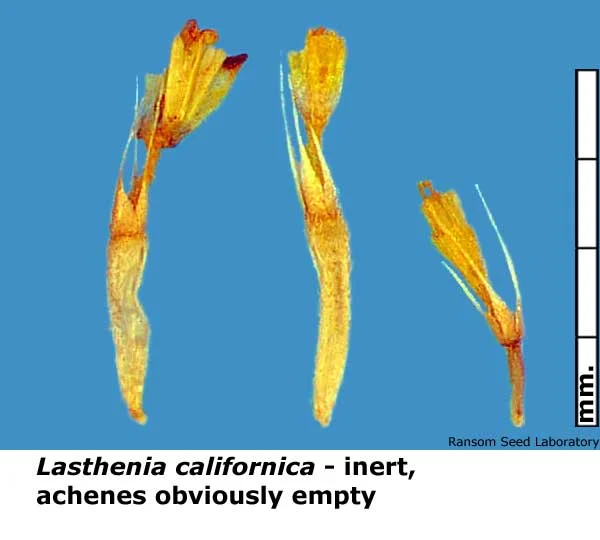 Acamptopappus-sphae-bisecte.jpg