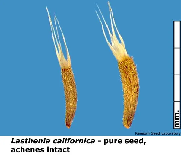 Cirsium-scar-seed-present.jpg
