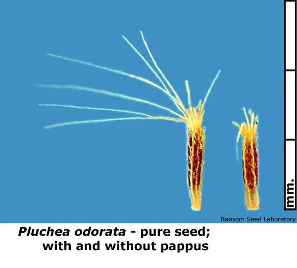 Pluchea-odorata-with-withou.jpg