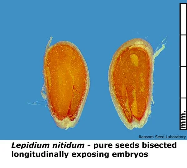 Acamptopappus-sphae-bisecte.jpg
