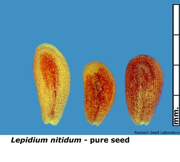 Cirsium-scar-seed-present.jpg