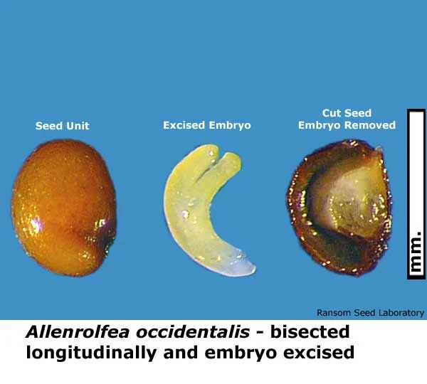Acamptopappus-sphae-bisecte.jpg