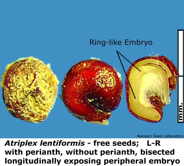 Acamptopappus-sphae-bisecte.jpg