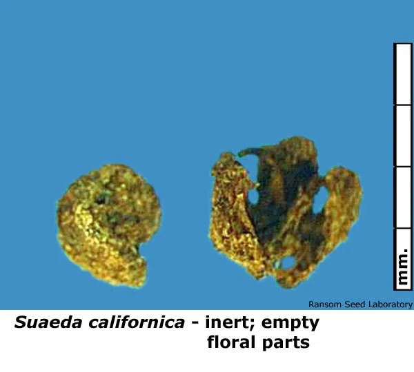 Acamptopappus-sphae-bisecte.jpg