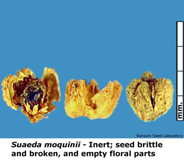 Acamptopappus-sphae-bisecte.jpg