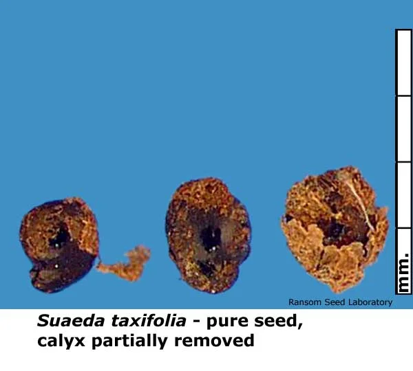 Acamptopappus-sphae-bisecte.jpg