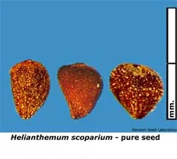 Eleocharis-mac-intact-fruit.jpg